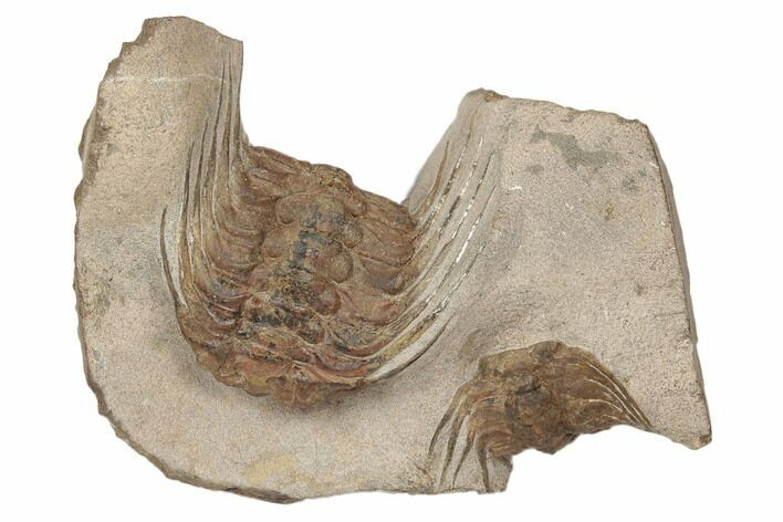 Two Spiny Selenopeltis Trilobites - Erfoud, Morocco #190987